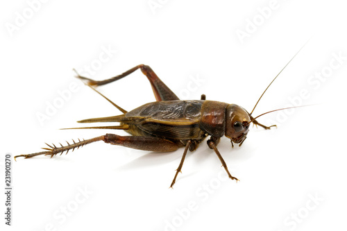 Image of cricket on white background., Insects. Animals © yod67