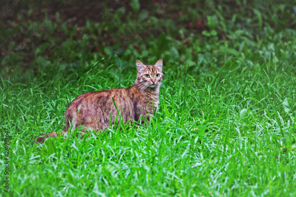 A large tabby cat surrounded by lush green grass.