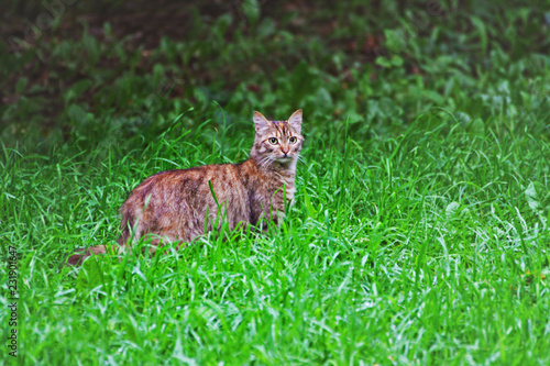A large tabby cat surrounded by lush green grass.