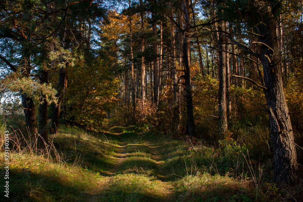 Forest road in the autumn morning.