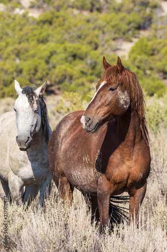 Wild horses in the Colorado High Desert