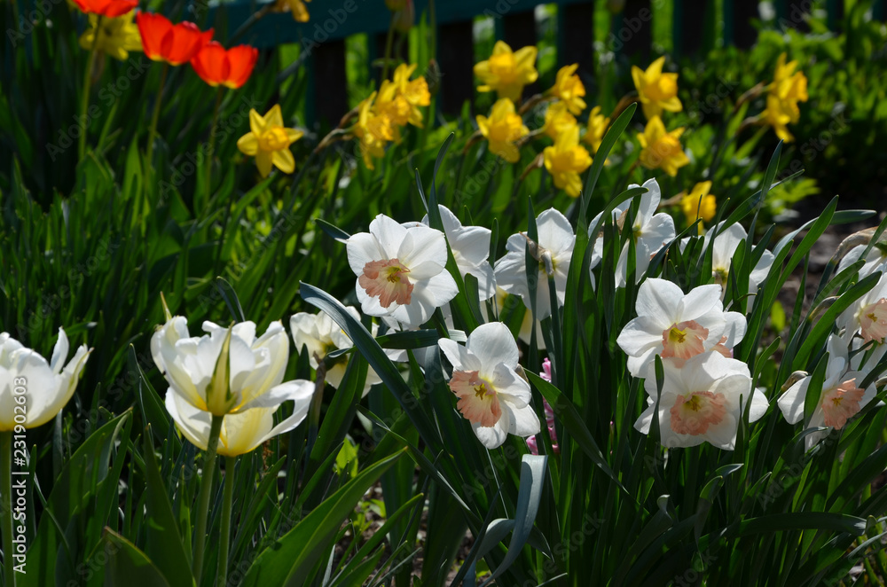 Fototapeta premium field of tulips