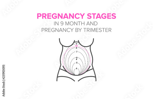 pregnancy stages in 9 month