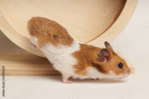 Syrian hamster play with an hamster wheel