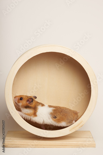 Syrian hamster play with an hamster wheel