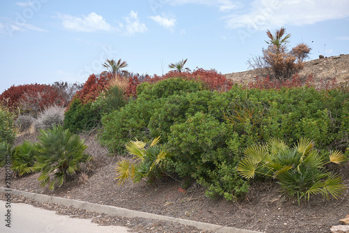 Selinunte, Italy - September 02, 2018: vegetation at selinunte archaeological park after the fire of august 2018 photo