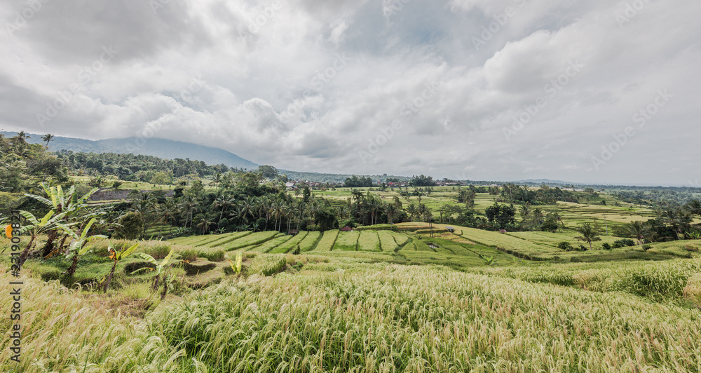Rice field Terrace 