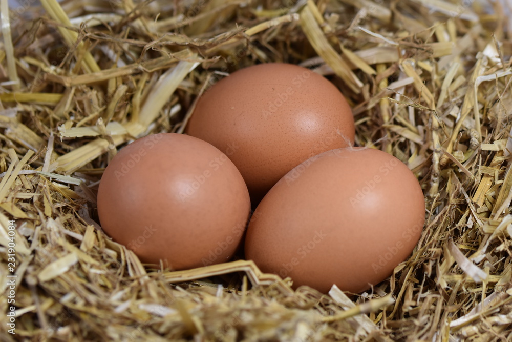 eggs in a nest eggs in a nest