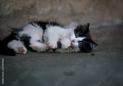 Beautiful black and white fluffy kitten