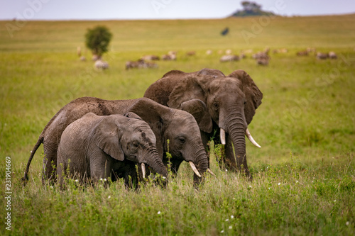 herd of elephants