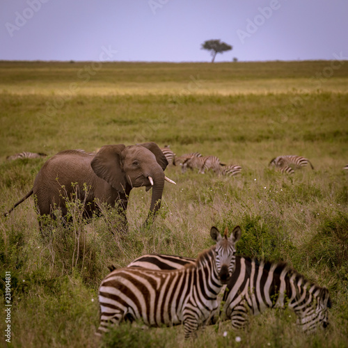 young elefant with herd of zebras