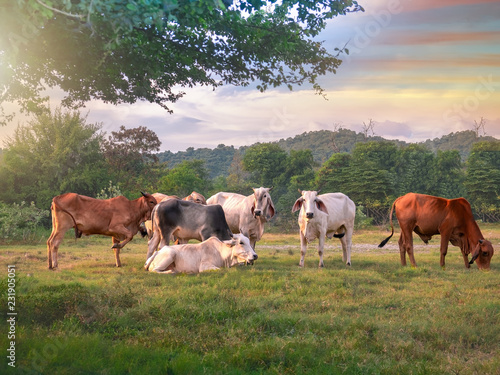 Fototapeta Naklejka Na Ścianę i Meble -  Thai cows  eating grass and  resting in a field.