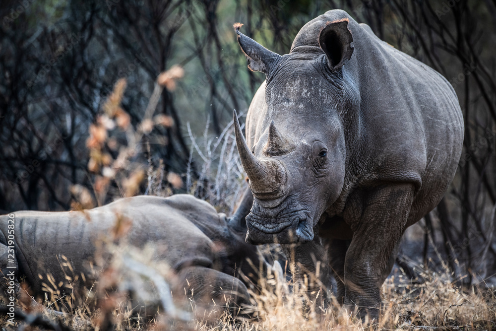 White Rhino cow standing watch over her sleeping calf White Rhino cow standing watch over her sleeping calf