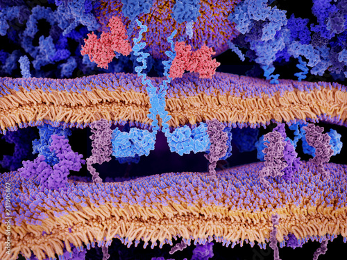 CAR-Therapy: a chimeric antigen receptor recognizes a leukemia cell photo