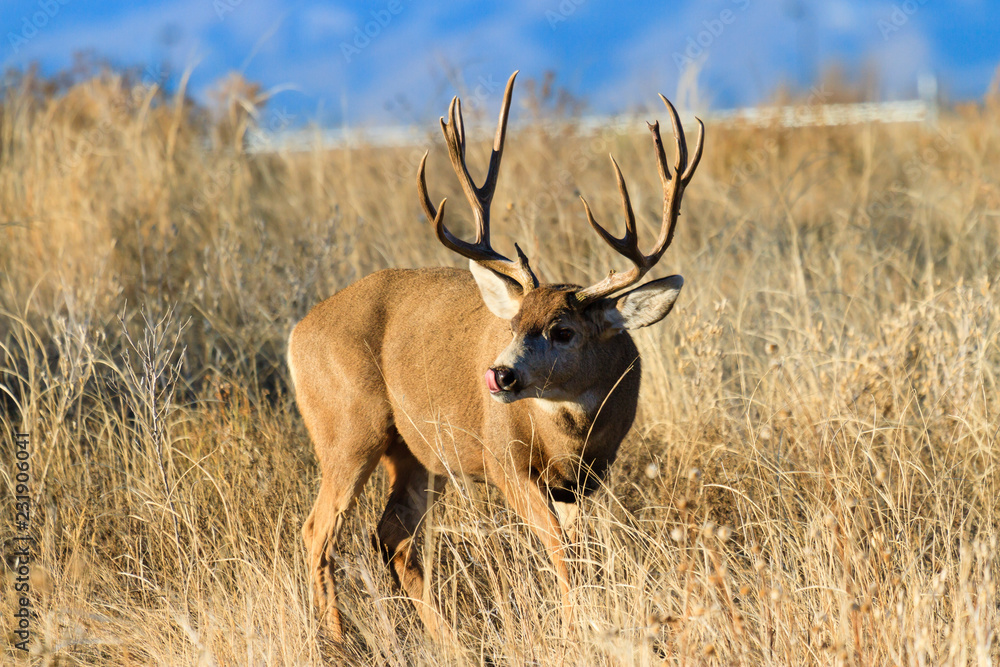 Fototapeta premium Wild Deer on the High Plains of Colorado - Mule Deer Buck
