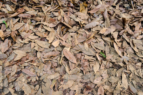 background full of dried fallen leaves on the ground floor.