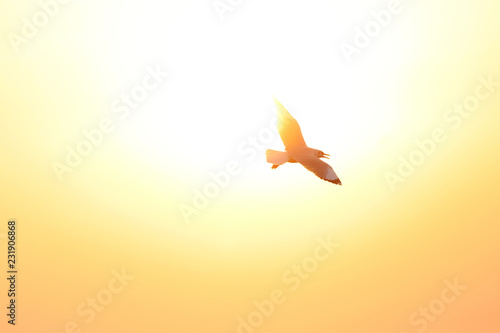 Seagull flying freely on the sky at sunset.  © Passakorn