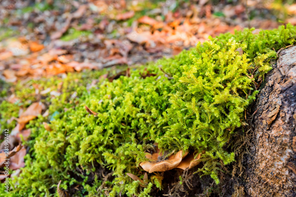 Mushroom in bright green moss on stone Mushroom in bright green moss on stone
