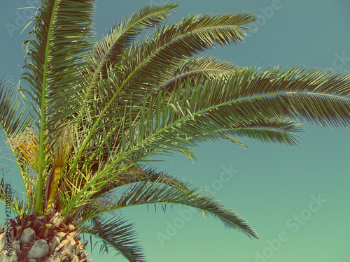 Palm leaves vintage toned photo. Tropical background  print