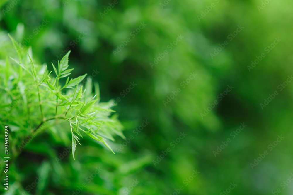 Fresh green tree leaves, frame. Natural background, Fres Fresh green tree leaves, frame. Natural background, Fres