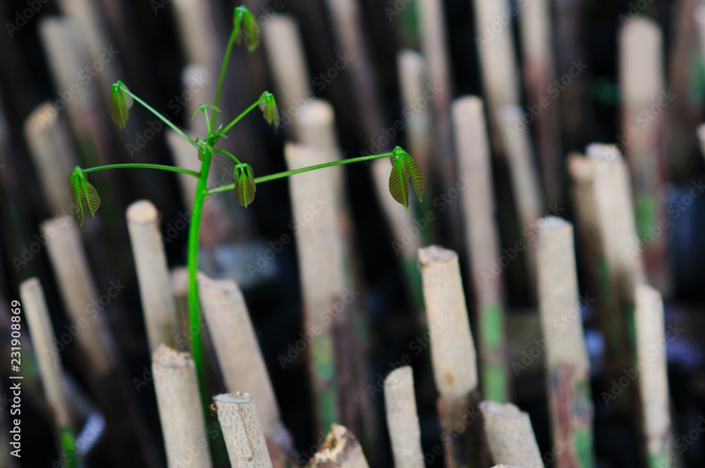 grafting by chip budding grafting by chip budding