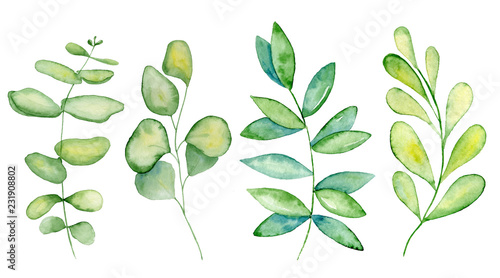 Watercolor mistletoe and eucalyptus leaves