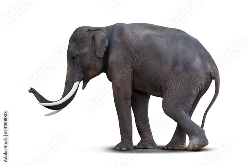 Asian elephant isolated