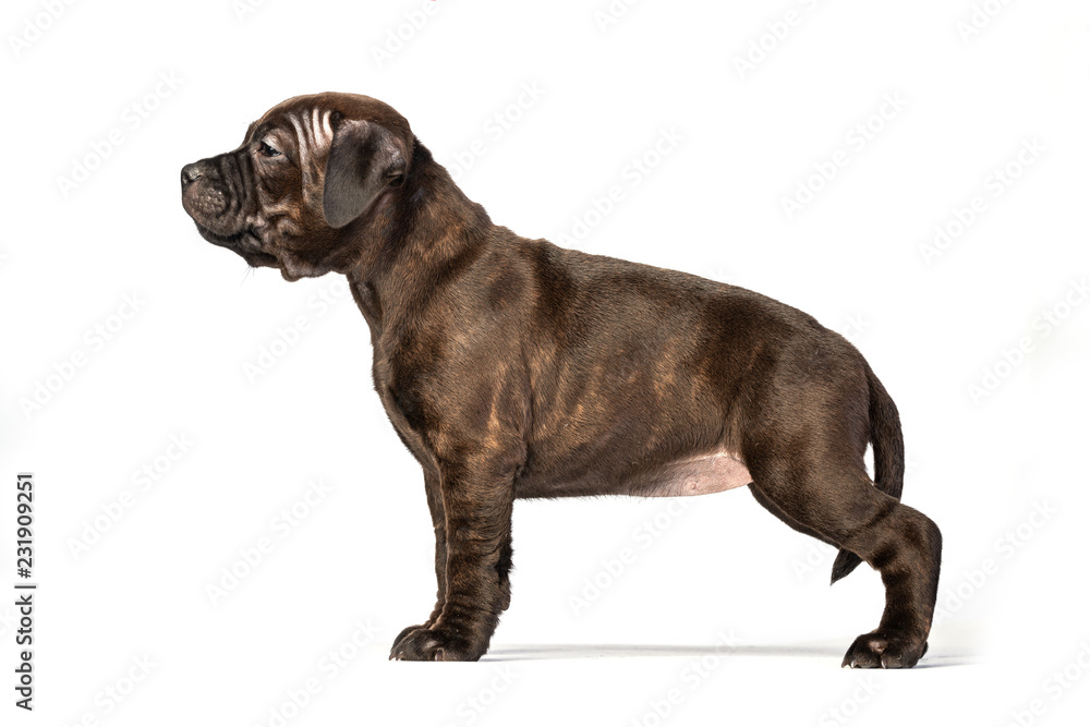 cute brown english staffordshire bull terrier puppy lying isolated on white background, close-up 
