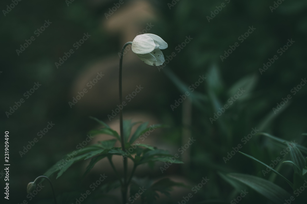white flower on dark green background white flower on dark green background