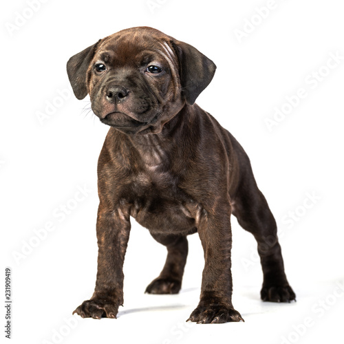 brown english staffordshire bull terrier puppy sitting on white background, close-up    © photollurg