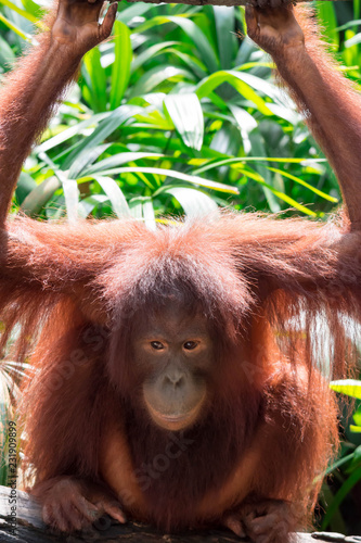 A closeup photo of a bornean orangutan Pongo pygmaeus while sitting and holding a bar with its hands