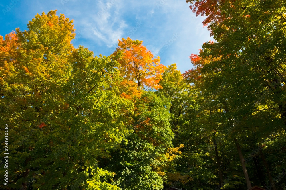 yellow maple tree in autumn