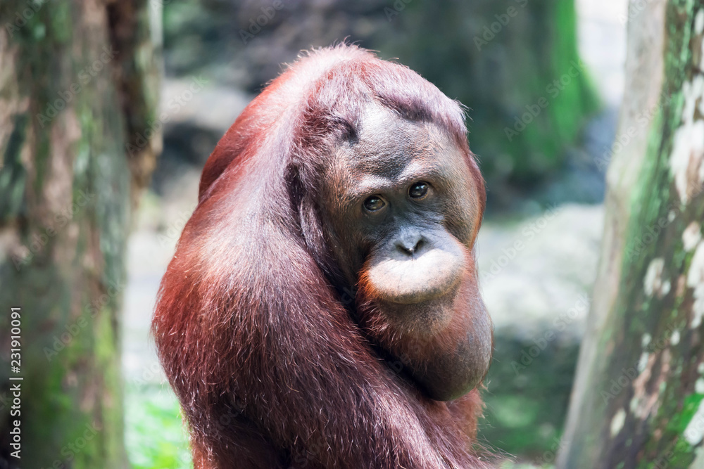 Fototapeta premium A common chimpanzee Pan troglodytes while looking back at the photographer