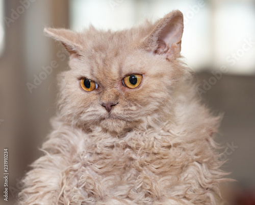 Fotografie Selkirk Rex cat