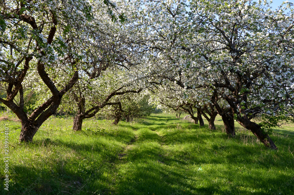 Fototapeta premium apple orchard in spring