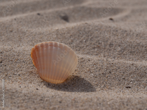 Muschel stehend im Sand