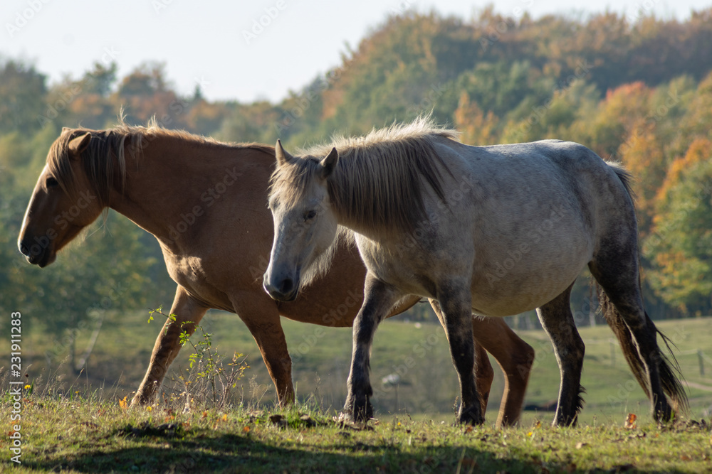 horses on the autumn graze