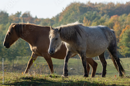 horses on the autumn graze
