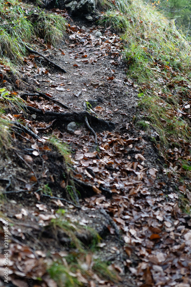feuchter Waldboden im Herbst feuchter Waldboden im Herbst