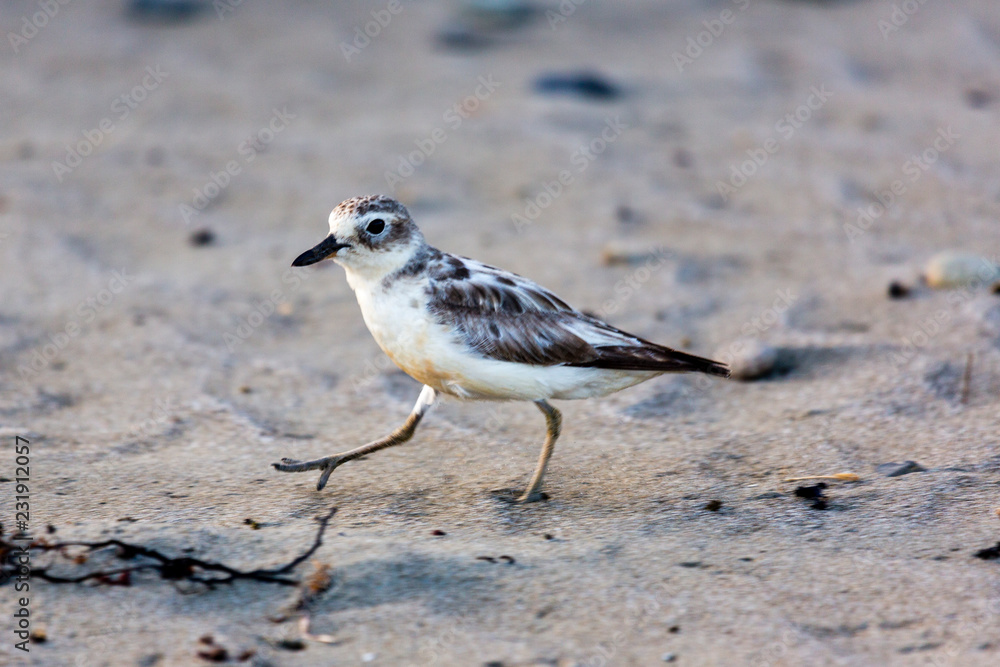 rare New Zealand dotterel at the Beach, Coromandel, New Zealand rare New Zealand dotterel at the Beach, Coromandel, New Zealand