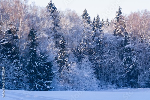 Russian winter background with tree branches in snow, selective focus © argenlant