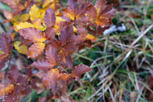 Herbstliche Buchenbl  tter