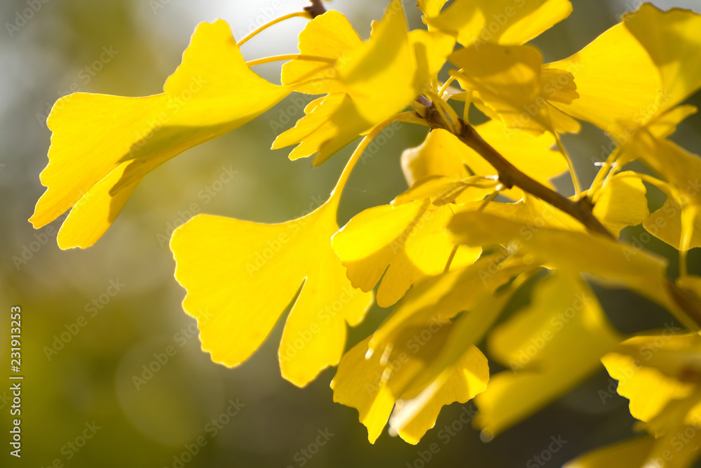 Leuchtend gelbe Ginkgo-Blätter im Herbst Leuchtend gelbe Ginkgo-Blätter im Herbst