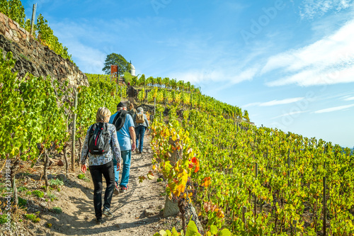 Weinbergwanderung bei Radebeul