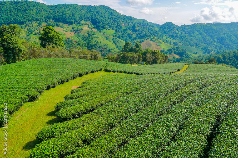 Tea Plantation in Doi Mae Salong, Chiang Rai Province in Northern Thailand.