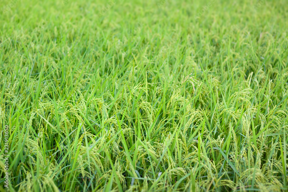 Ear of rice in rice field Ear of rice in rice field