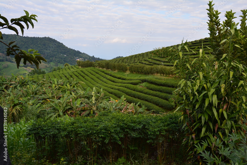 Obraz premium Plantations de Thé Chiang Rai Thaïlande - Tea Fields Thailand