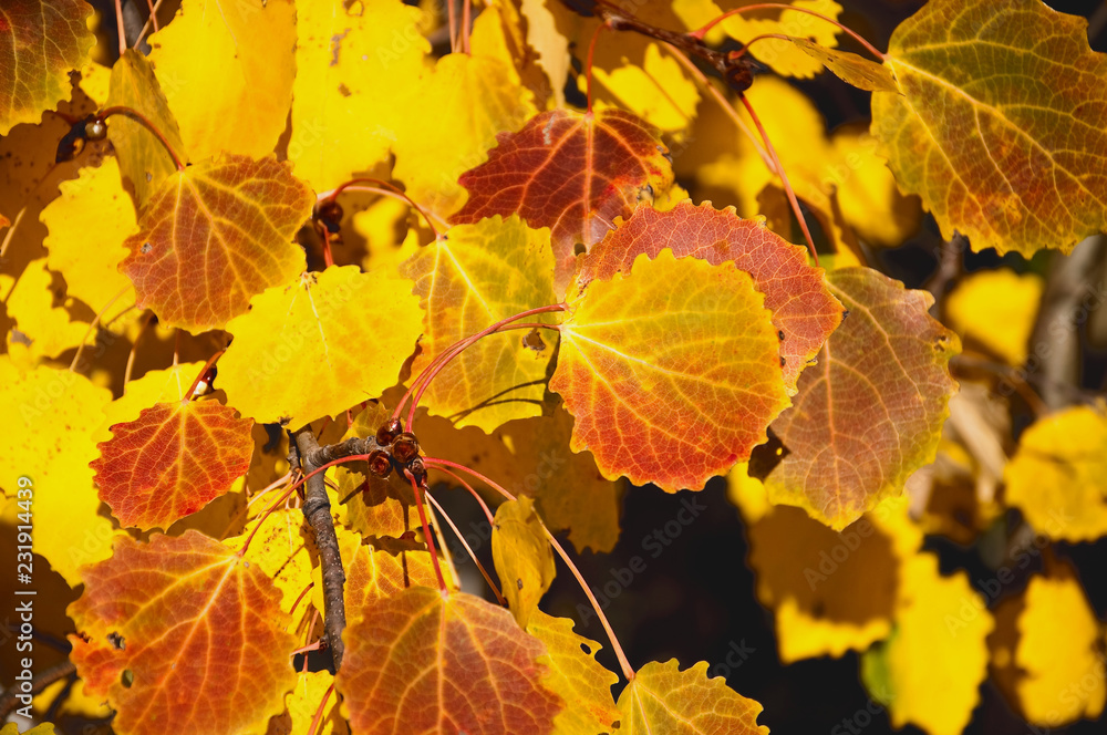 Indian summer. Golden fall. A branch of aspen ordinary (Populus tremula,  trembling poplar)