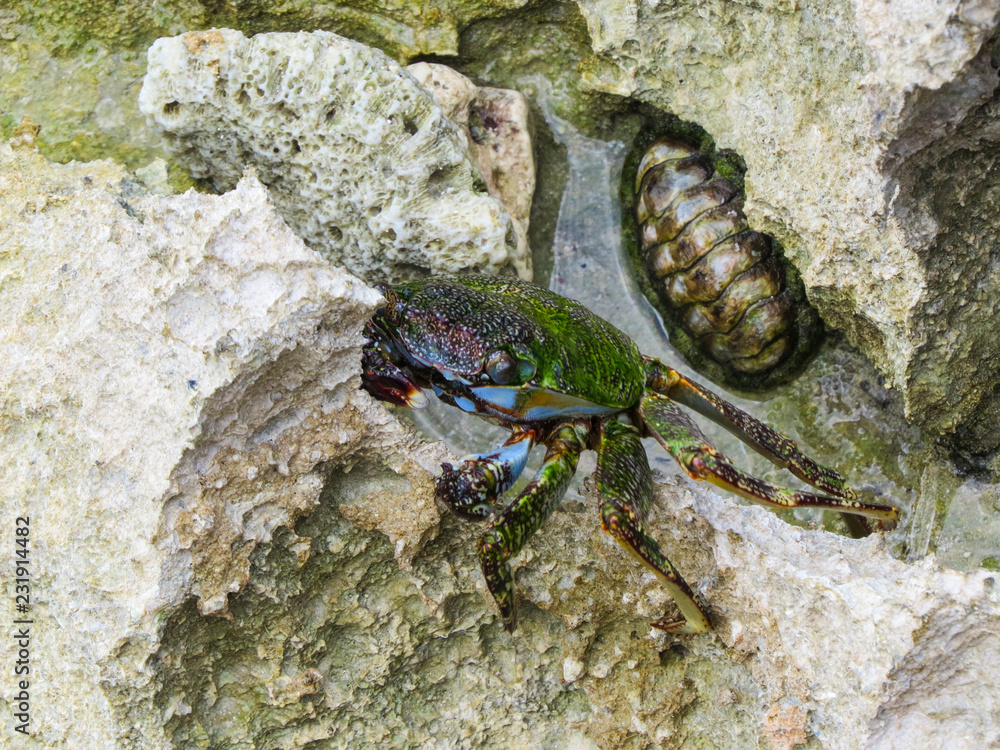 La Romana, Dominican Republic - a crab on the rock in the turquoise water of the tropical island of Dominican Republic. La Romana, Dominican Republic - a crab on the rock in the turquoise water of the tropical island of Dominican Republic.
