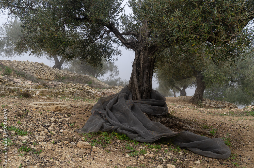 Obraz premium Olive trees with netting